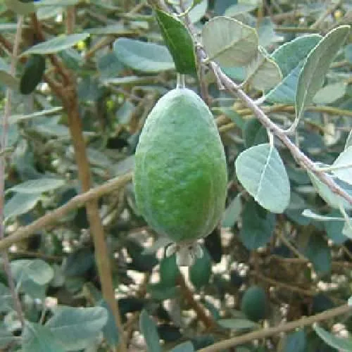 Acca sellowiana - Feijoa