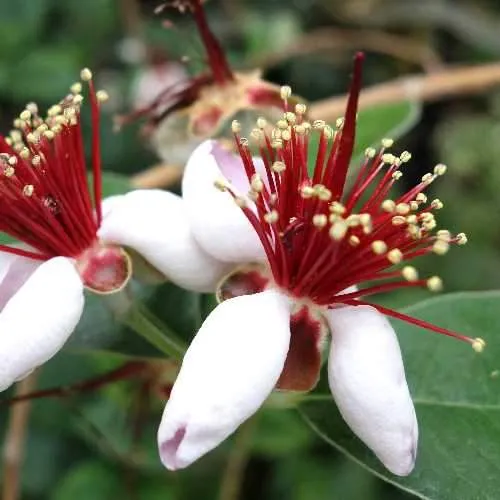 Acca sellowiana - Feijoa