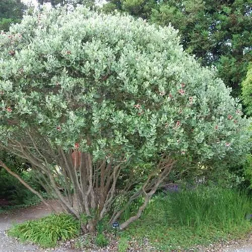 Acca sellowiana - Feijoa